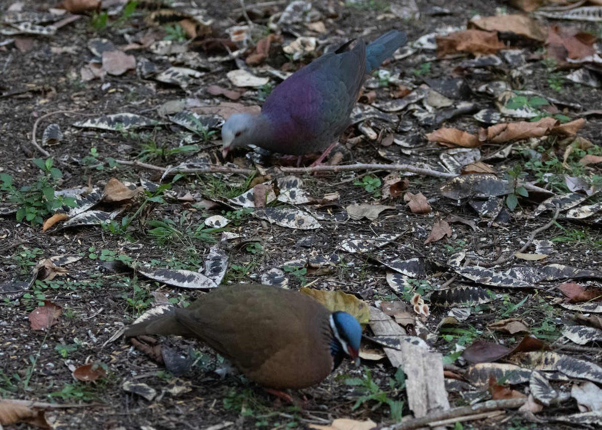 Colombe à tête bleue - ML620645105