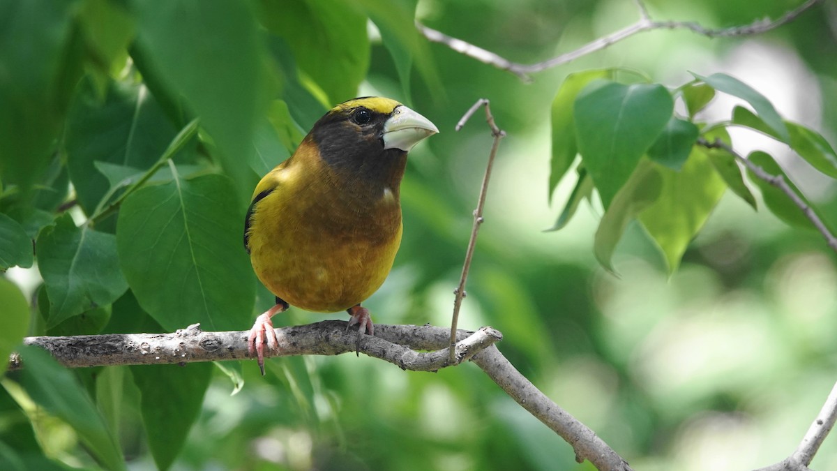 Evening Grosbeak - ML620645107