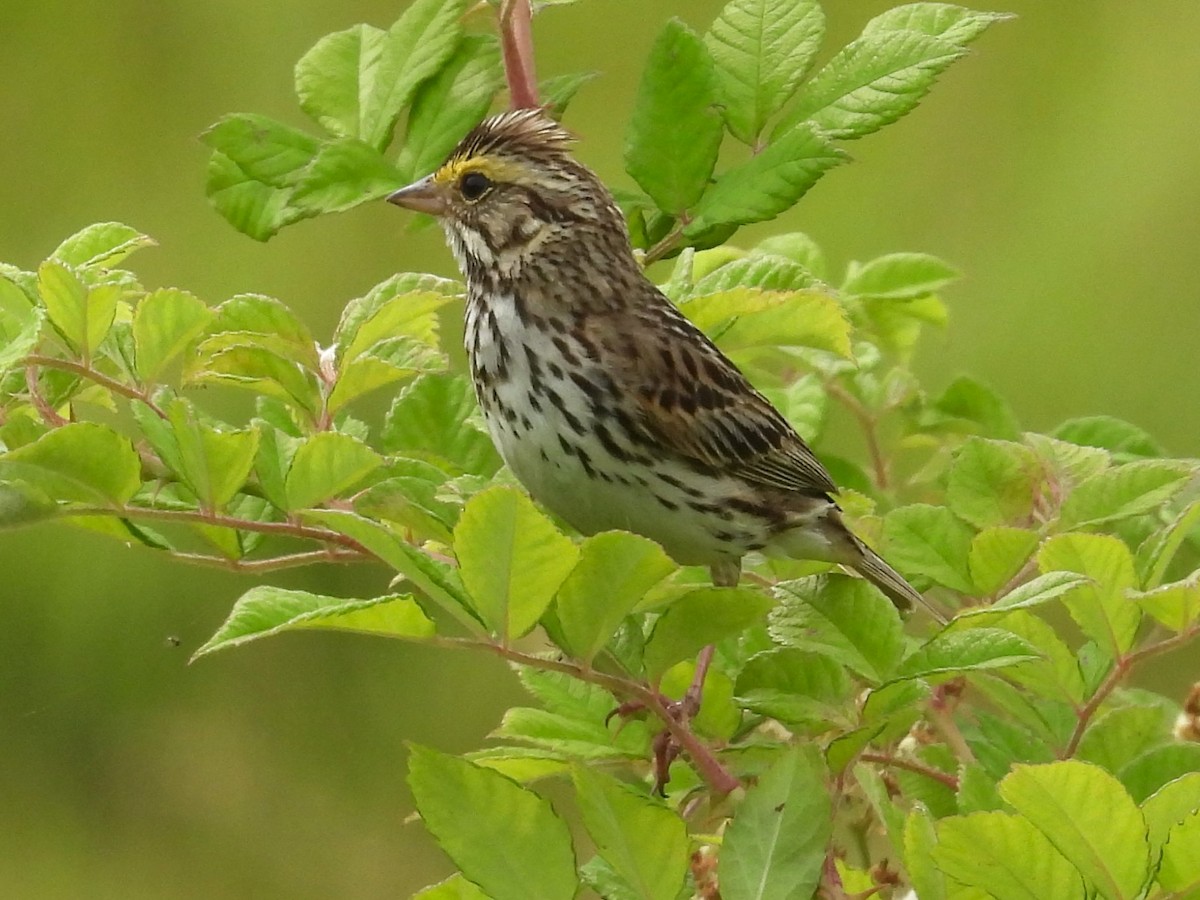 Savannah Sparrow - ML620645115