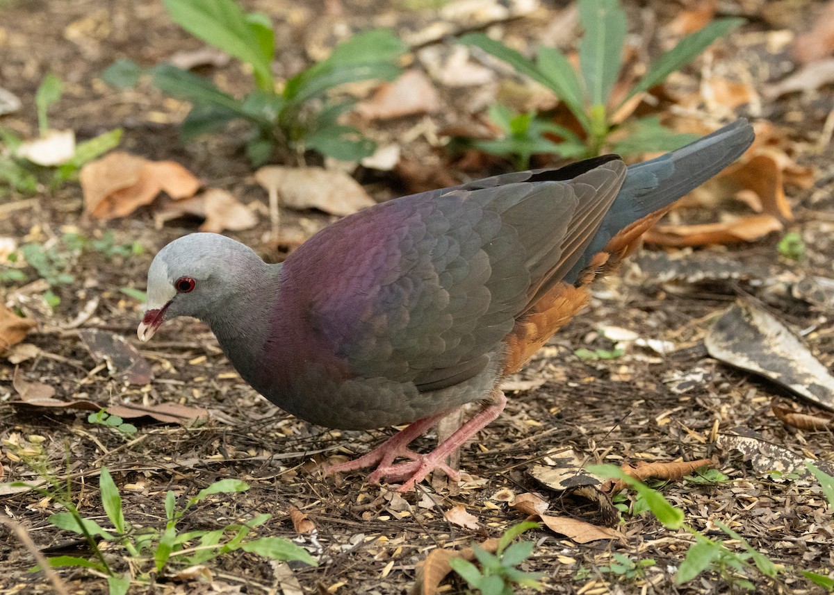 Gray-fronted Quail-Dove - ML620645117