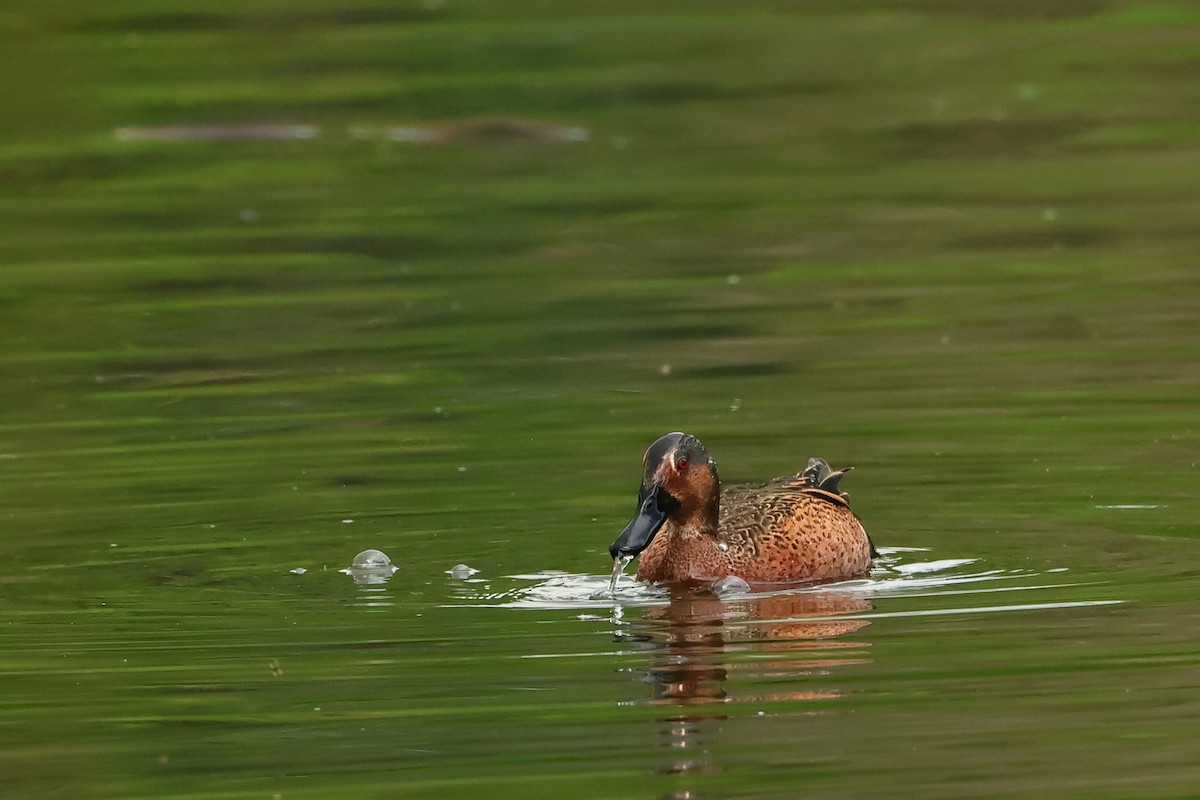 Blue-winged x Cinnamon Teal (hybrid) - ML620645119