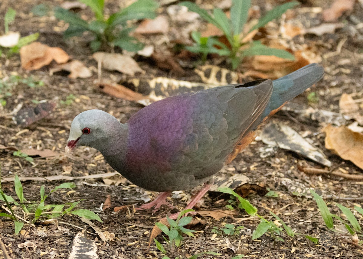 Gray-fronted Quail-Dove - ML620645129