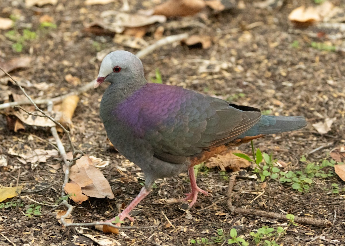 Gray-fronted Quail-Dove - Silvia Faustino Linhares