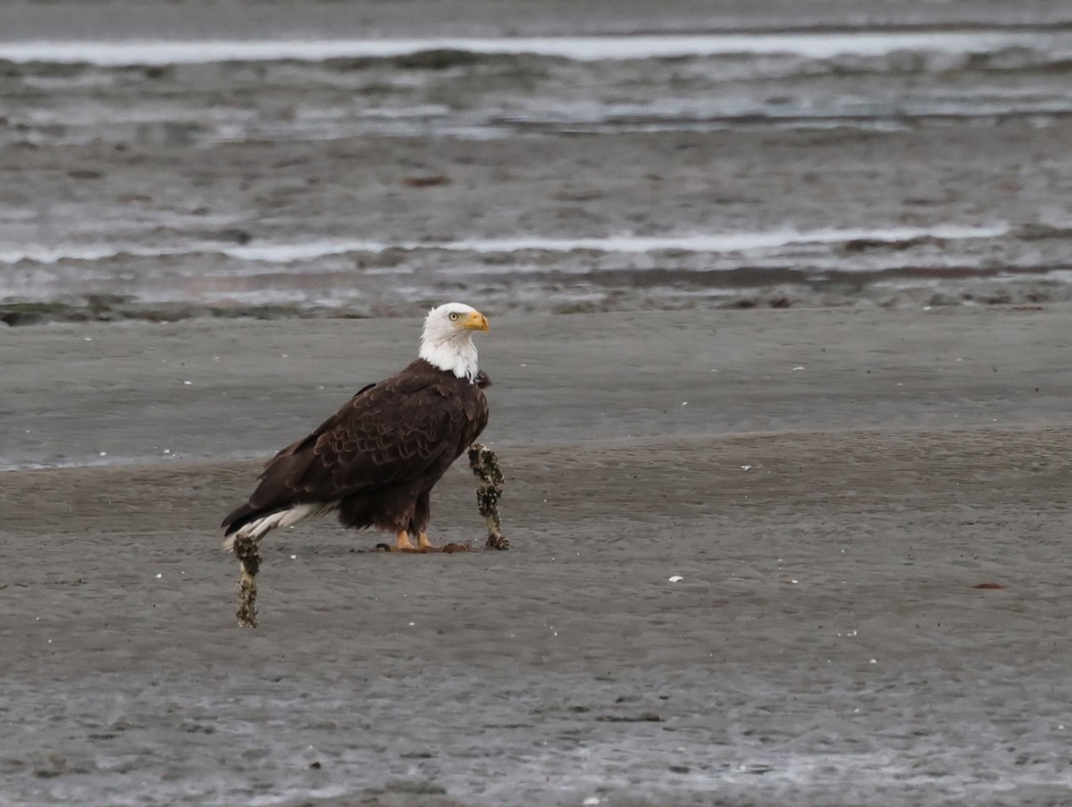 Bald Eagle - ML620645133