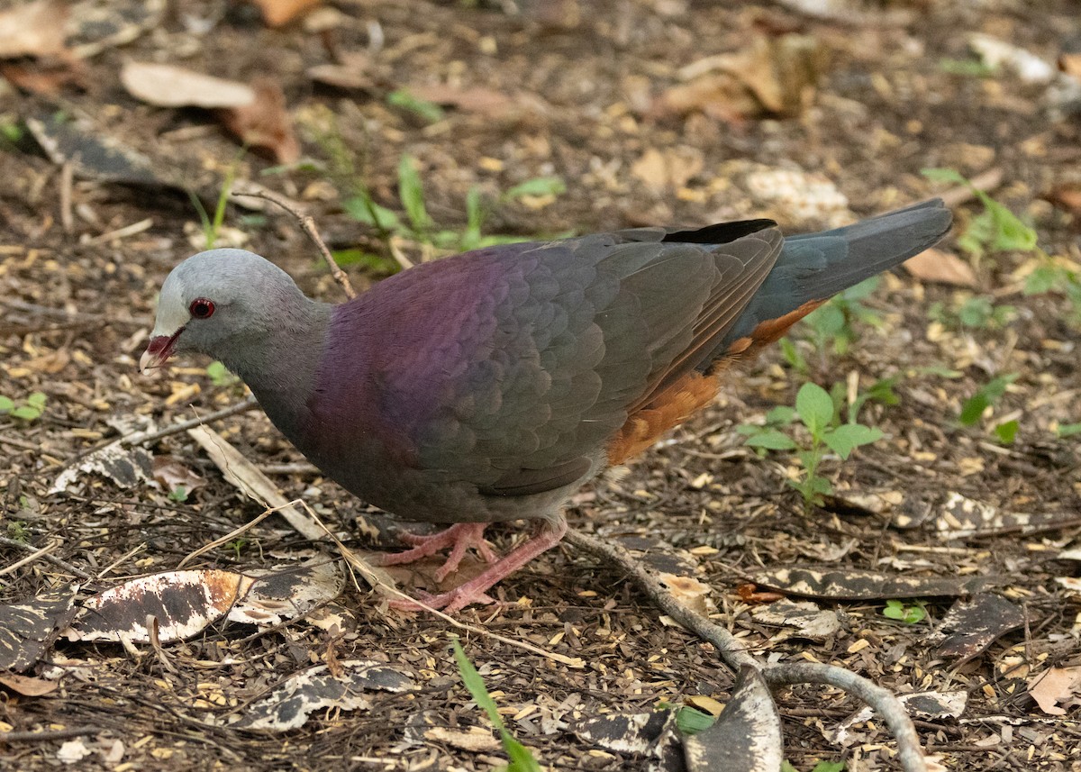 Gray-fronted Quail-Dove - Silvia Faustino Linhares