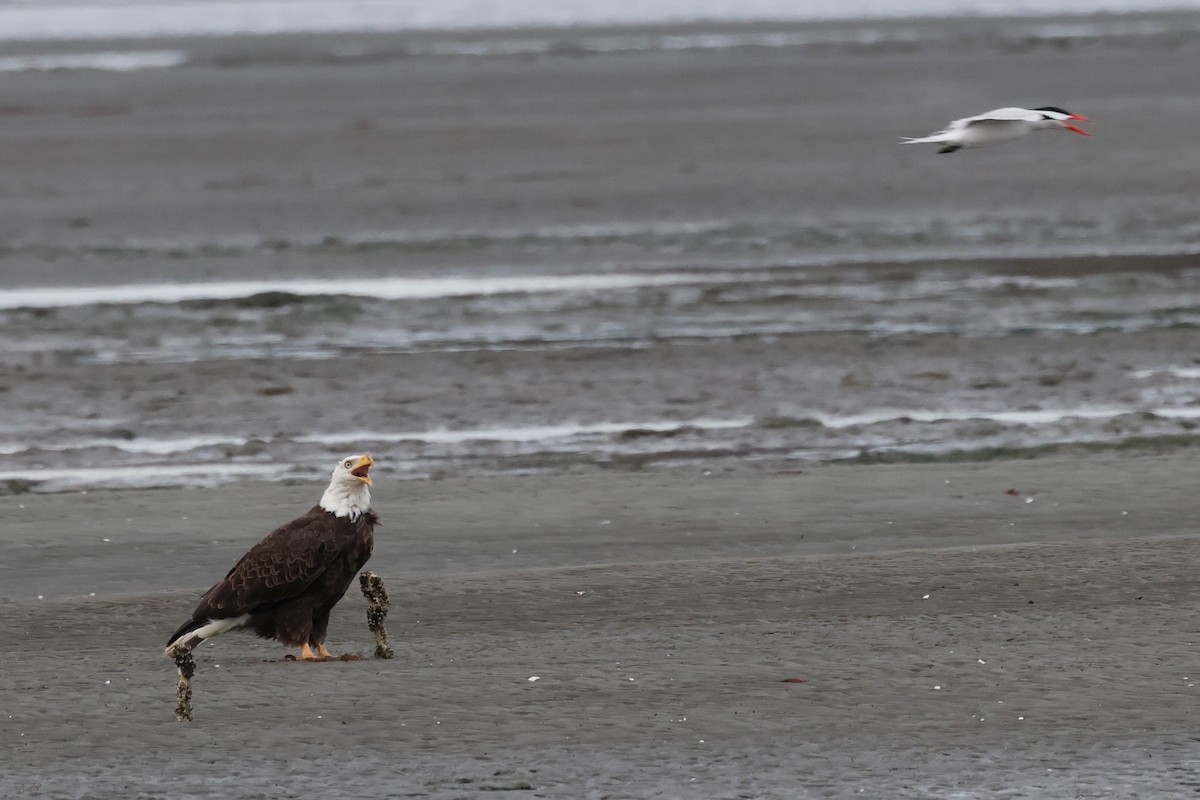 Bald Eagle - ML620645135