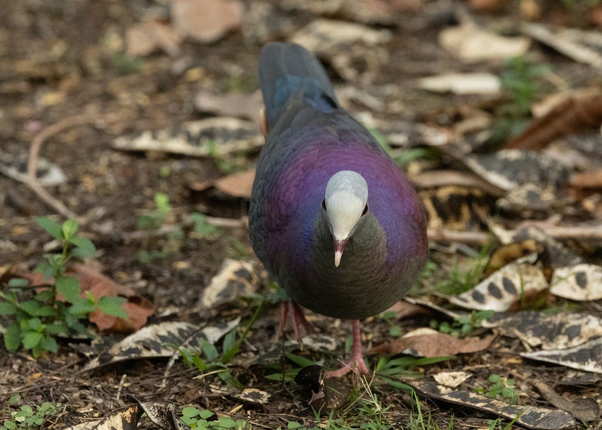 Gray-fronted Quail-Dove - Silvia Faustino Linhares