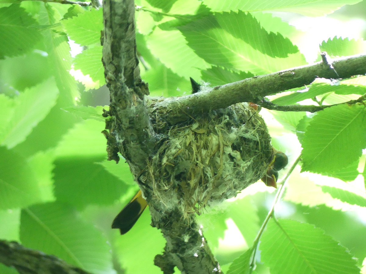 American Redstart - ML620645141