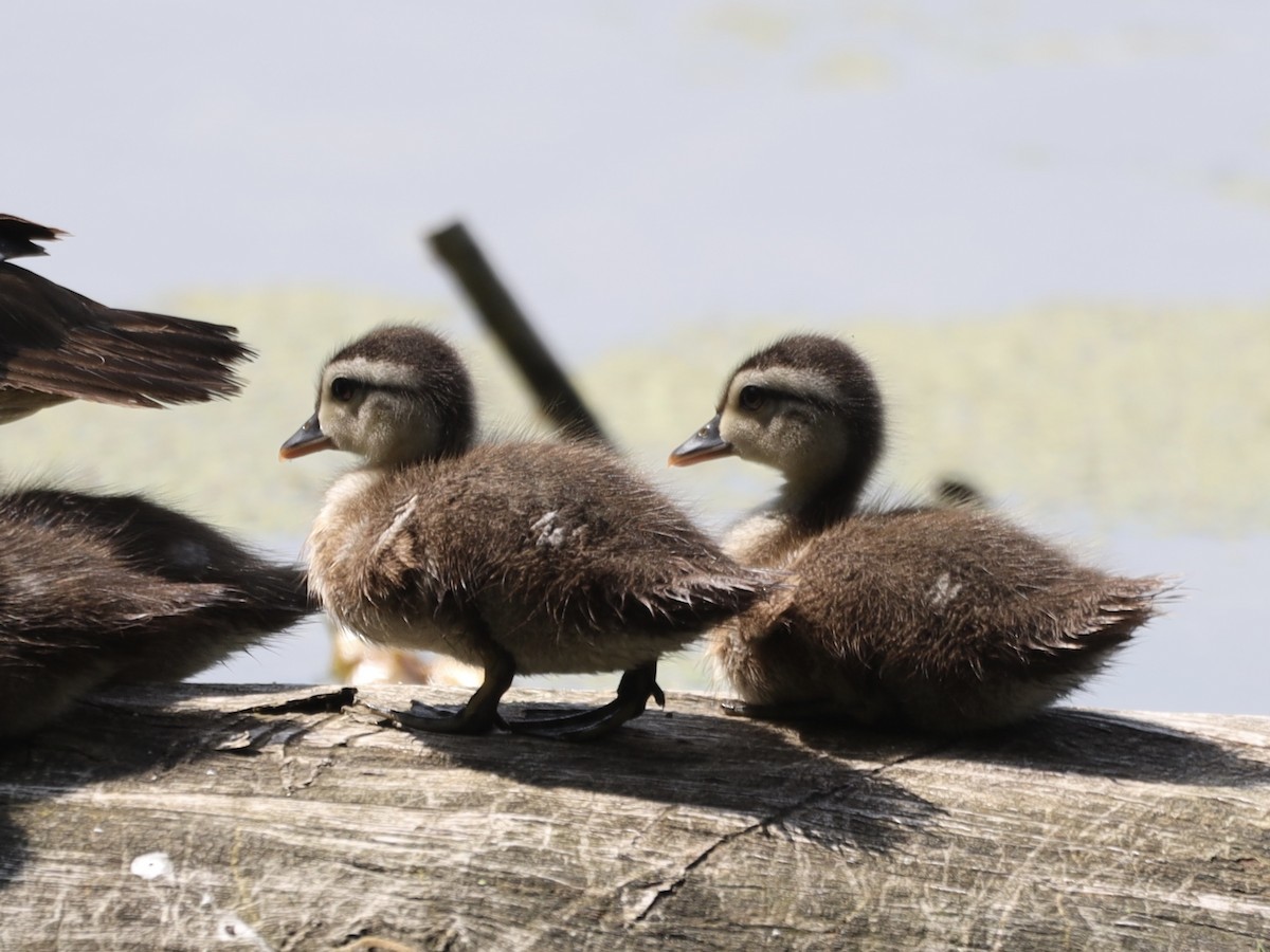 Wood Duck - ML620645142