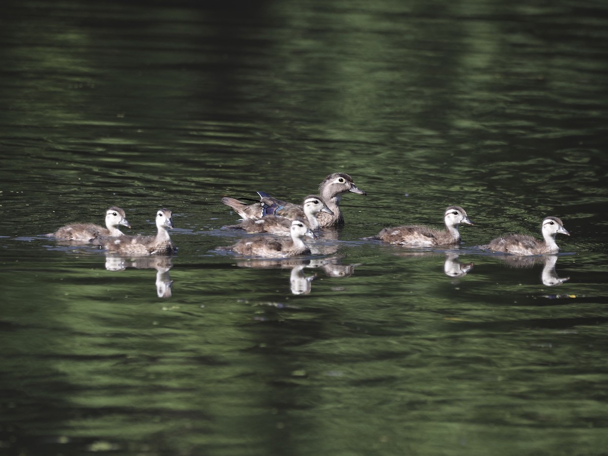 Wood Duck - ML620645144