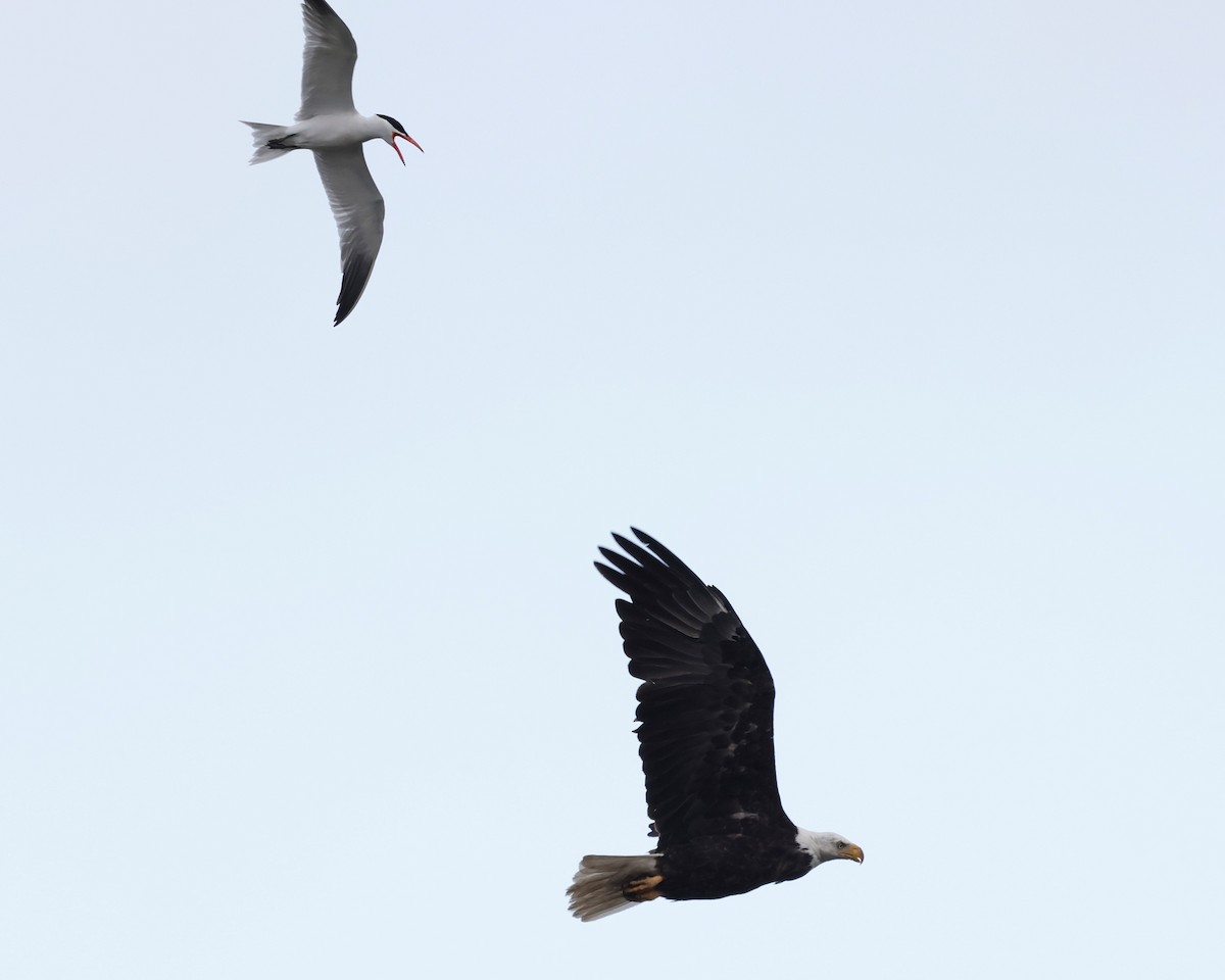 Bald Eagle - ML620645145