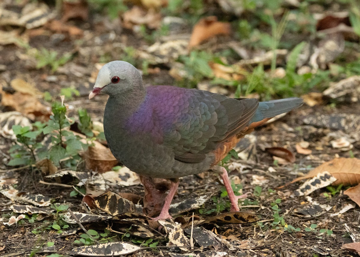 Gray-fronted Quail-Dove - ML620645146