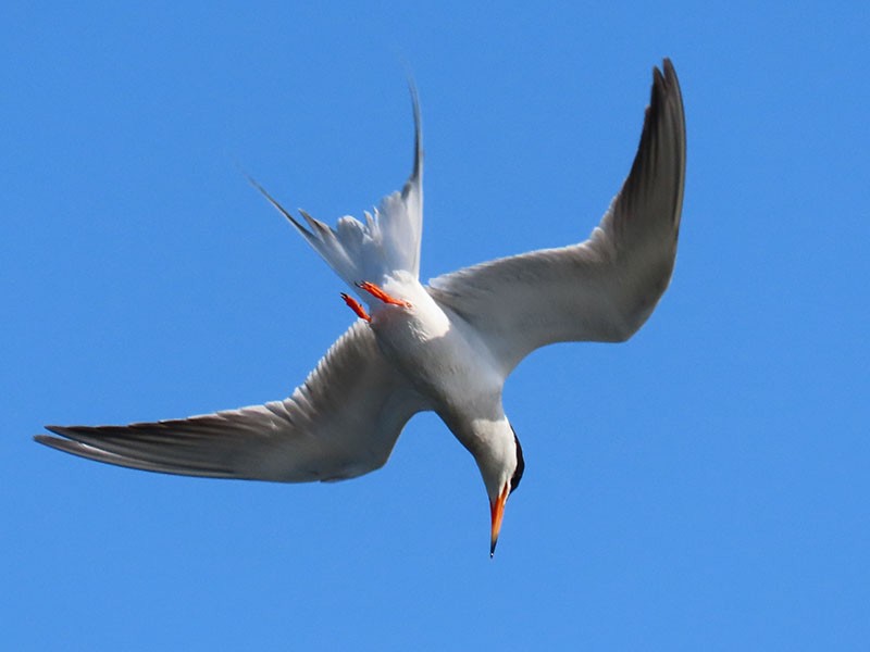 Forster's Tern - ML620645147