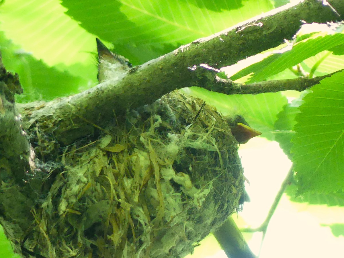 American Redstart - ML620645148