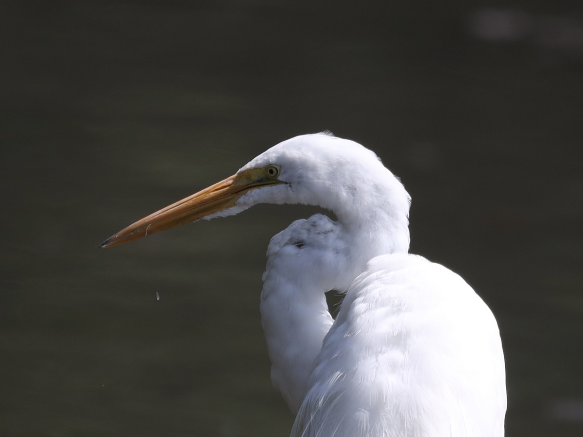 Grande Aigrette - ML620645149