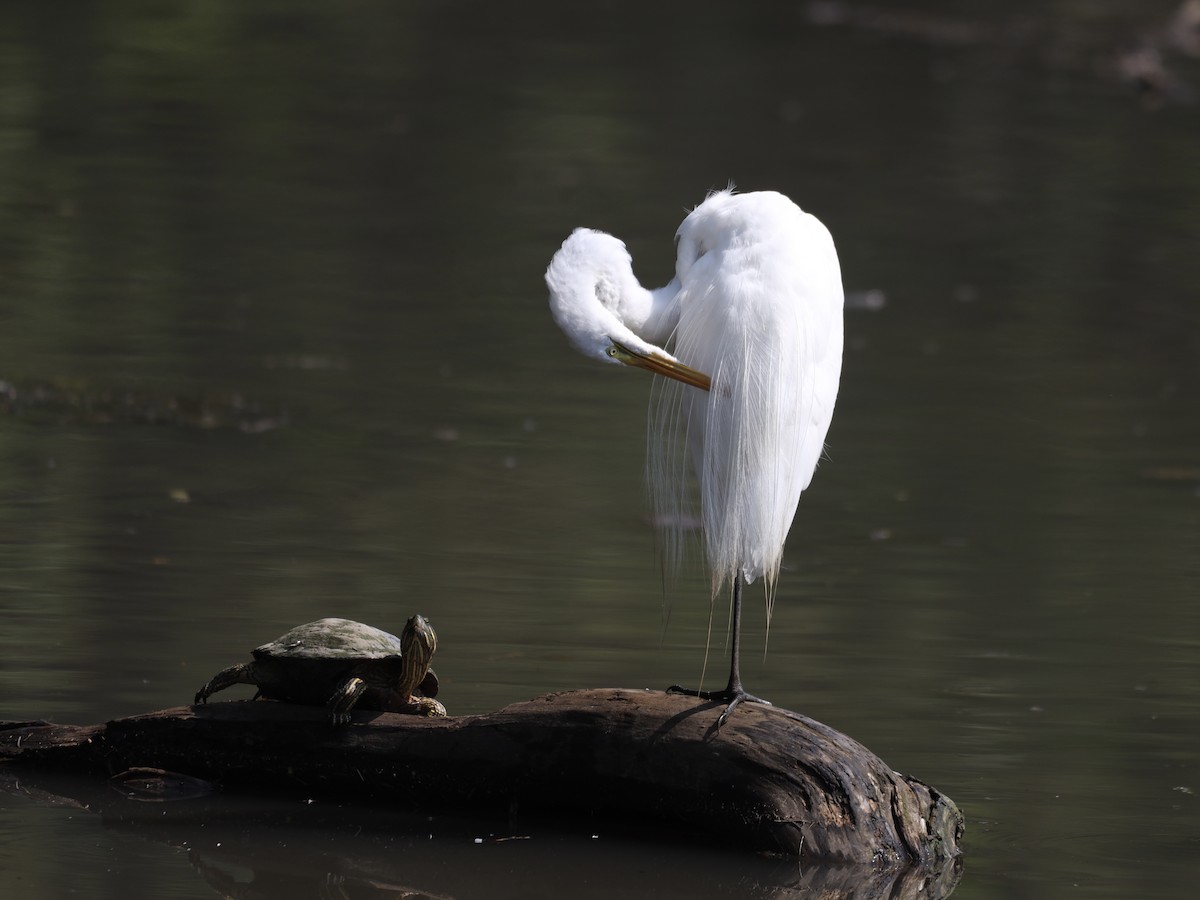 Great Egret - ML620645150