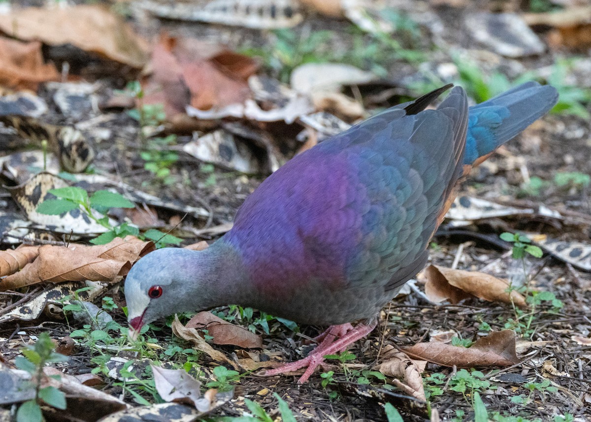 Gray-fronted Quail-Dove - ML620645152