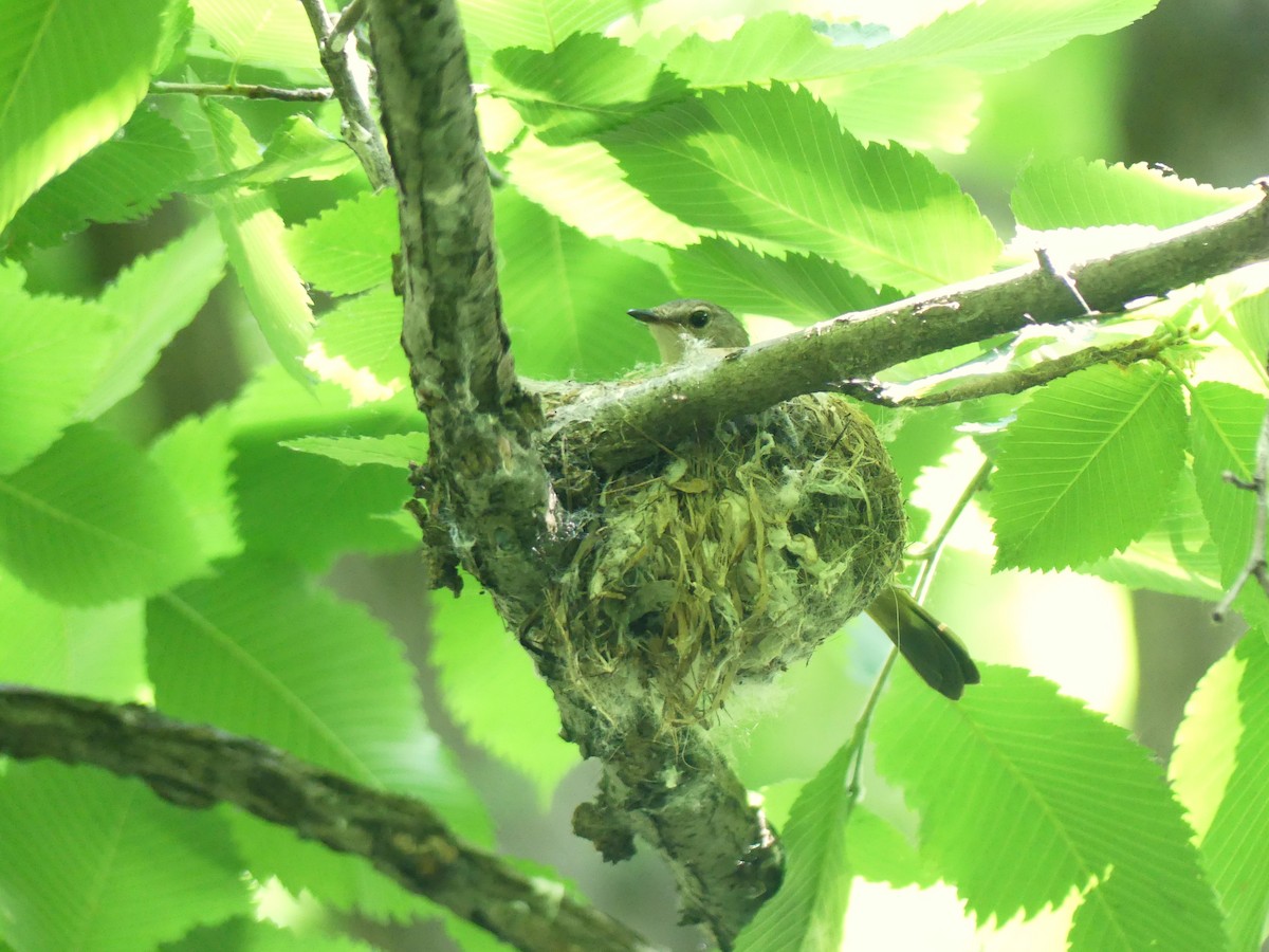 American Redstart - ML620645153