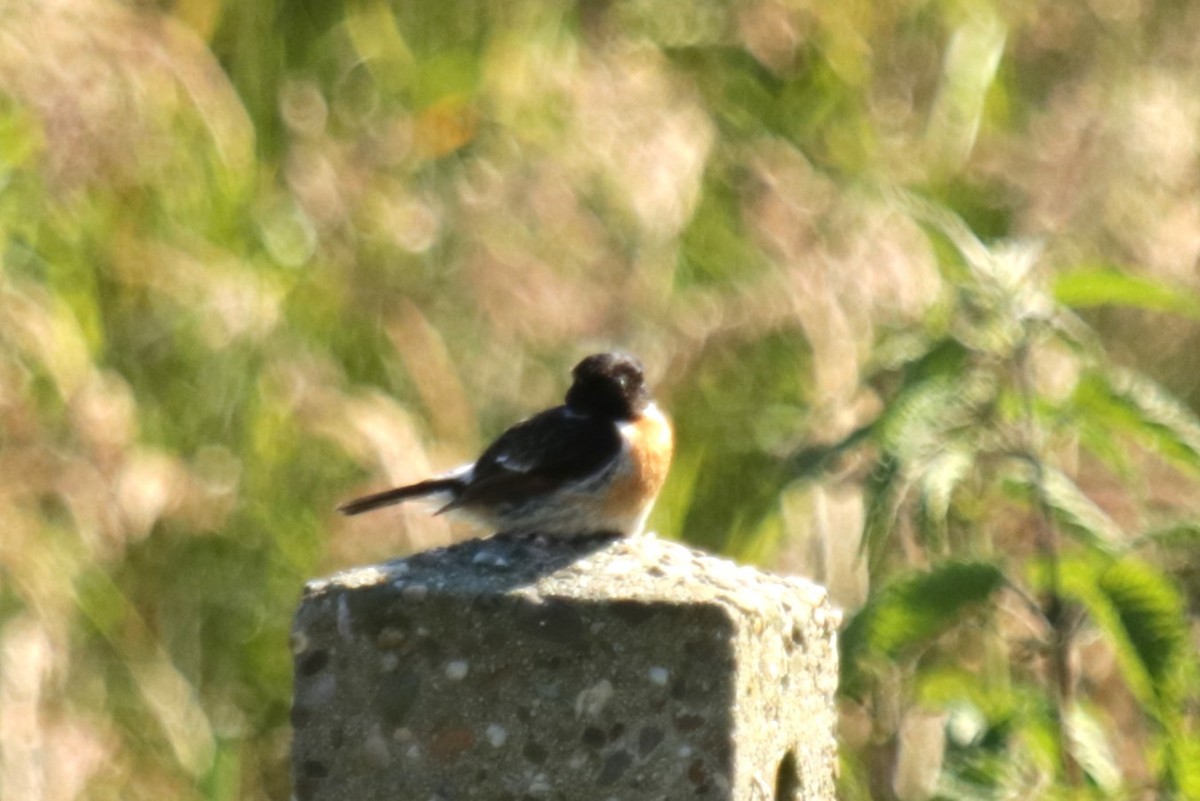 European Stonechat - ML620645154