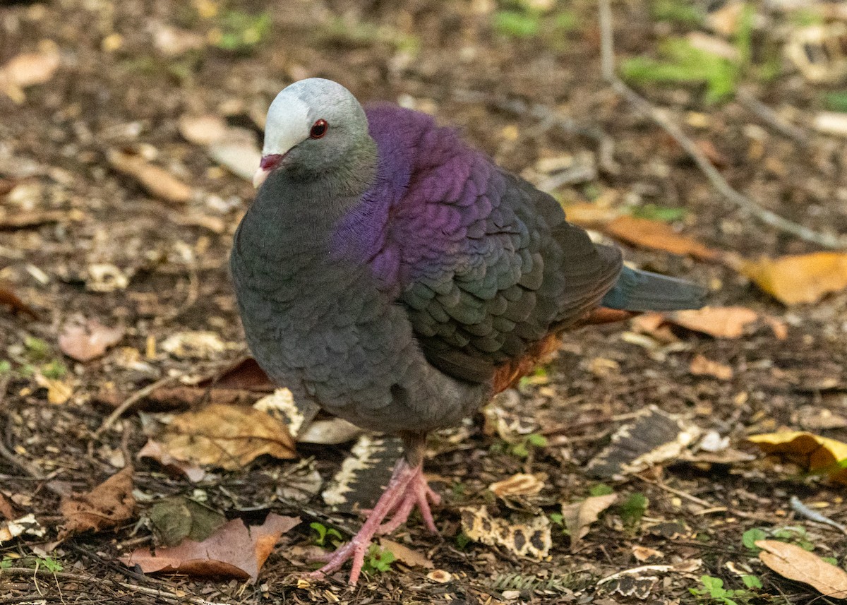 Gray-fronted Quail-Dove - ML620645156