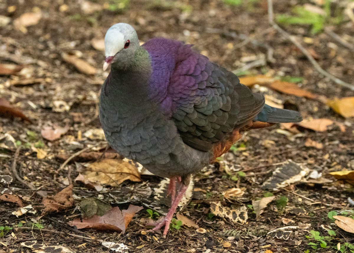 Gray-fronted Quail-Dove - Silvia Faustino Linhares