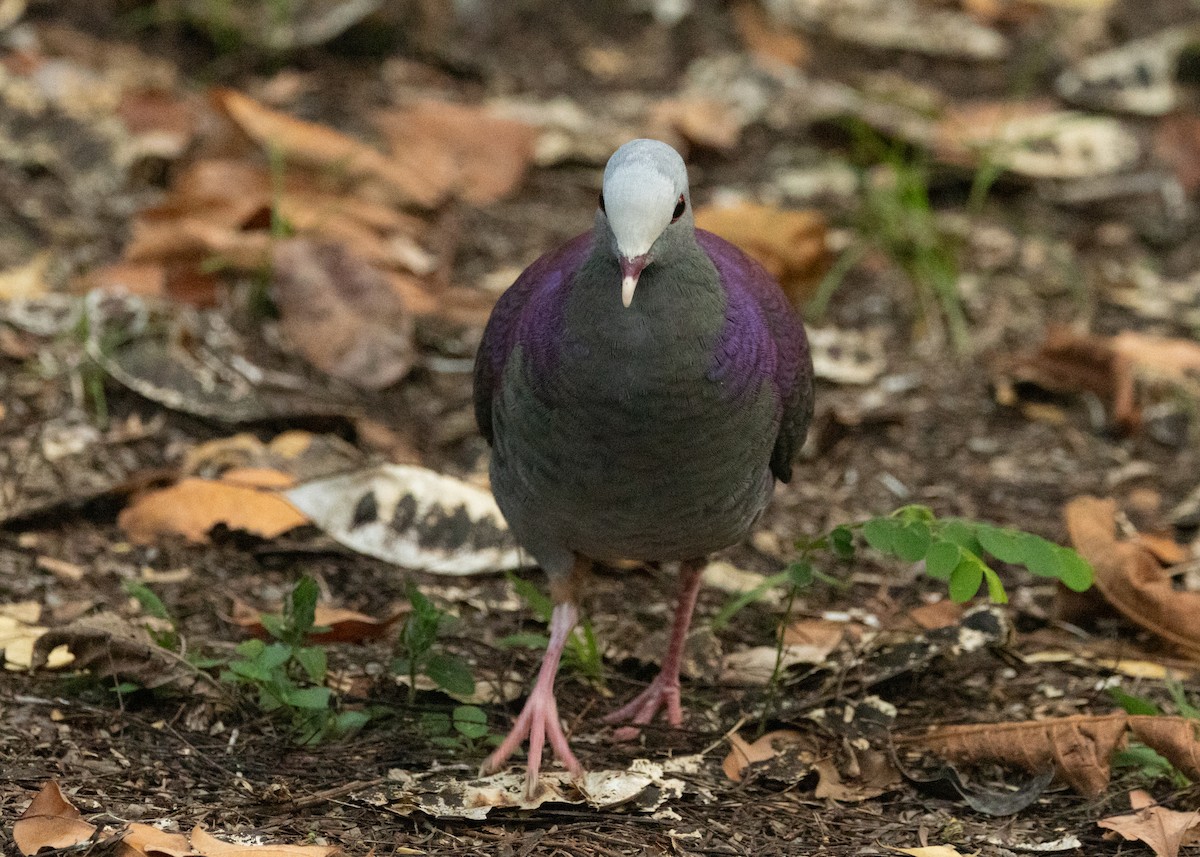 Gray-fronted Quail-Dove - ML620645159