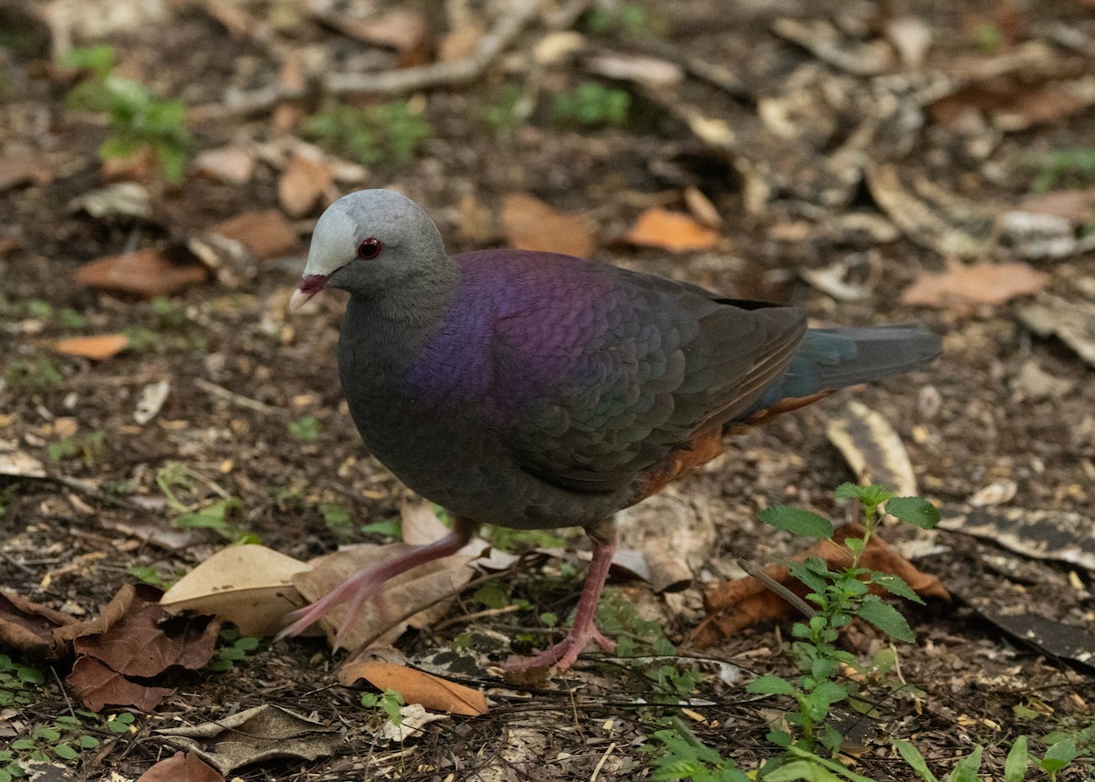 Gray-fronted Quail-Dove - ML620645160