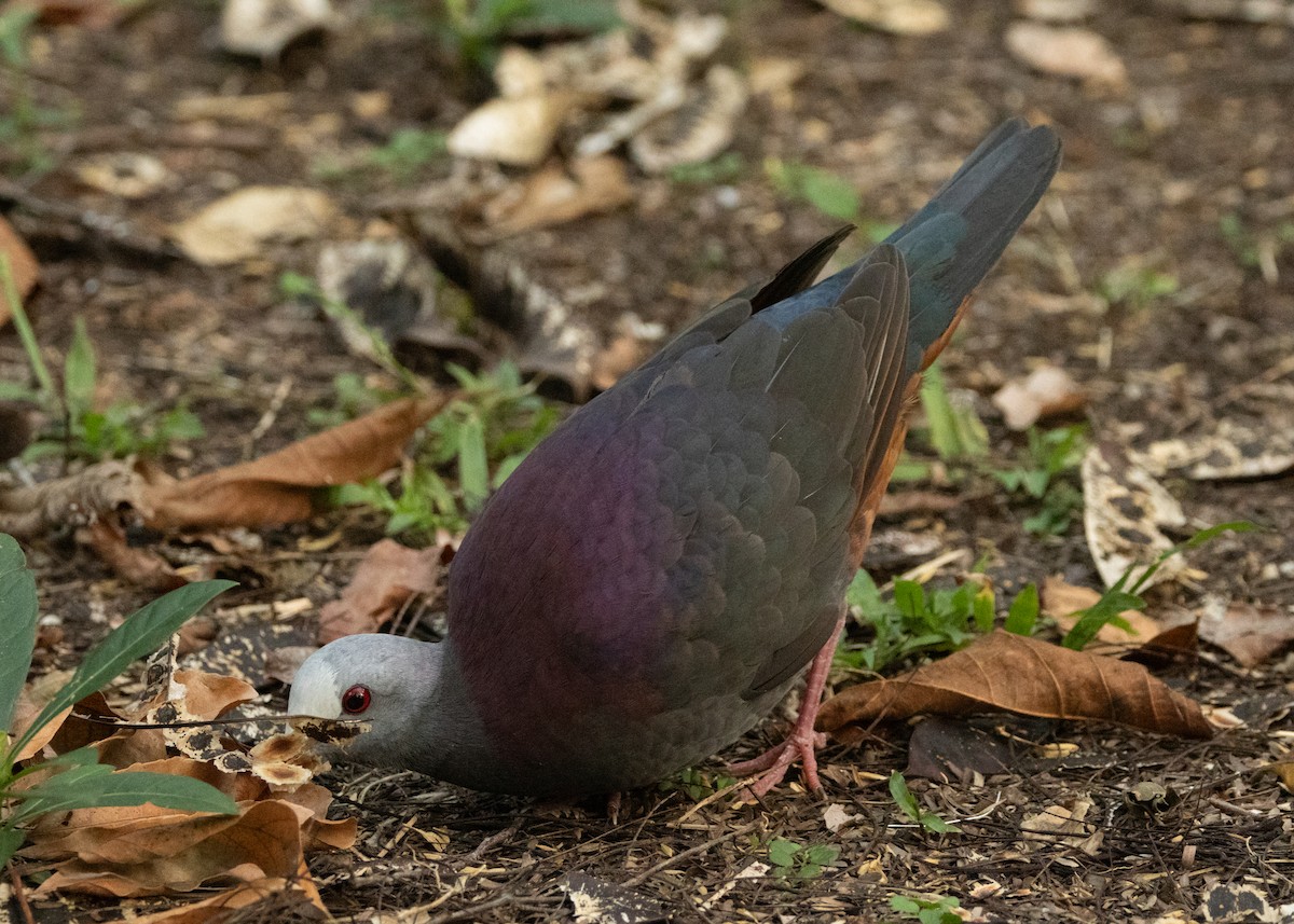 Gray-fronted Quail-Dove - ML620645161