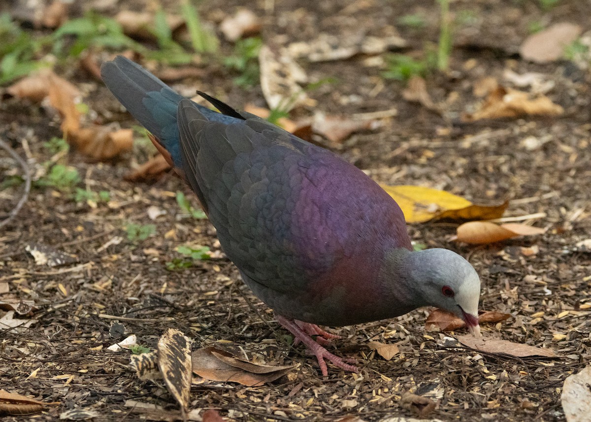 Gray-fronted Quail-Dove - Silvia Faustino Linhares