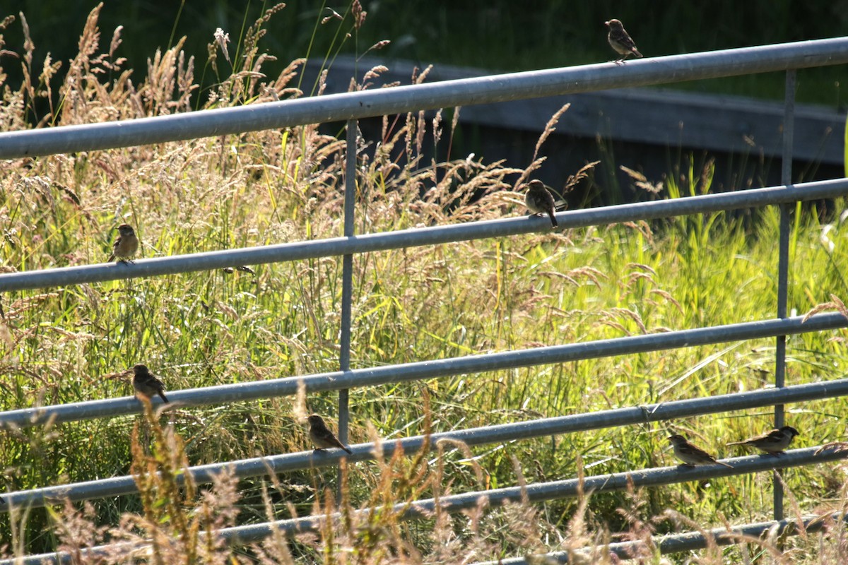 European Stonechat - ML620645165