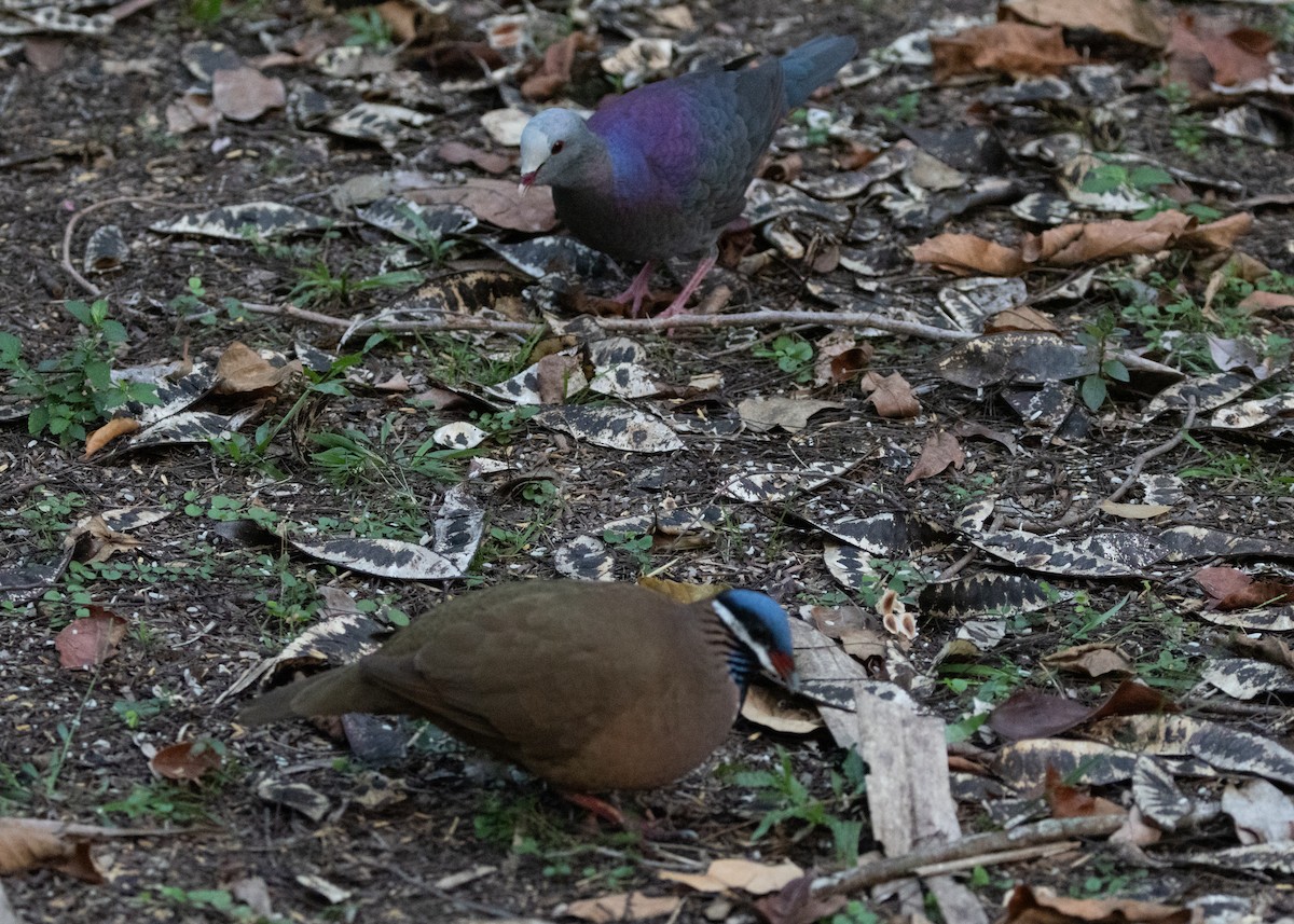 Gray-fronted Quail-Dove - ML620645166