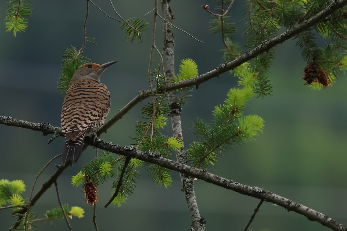 Northern Flicker - ML620645167