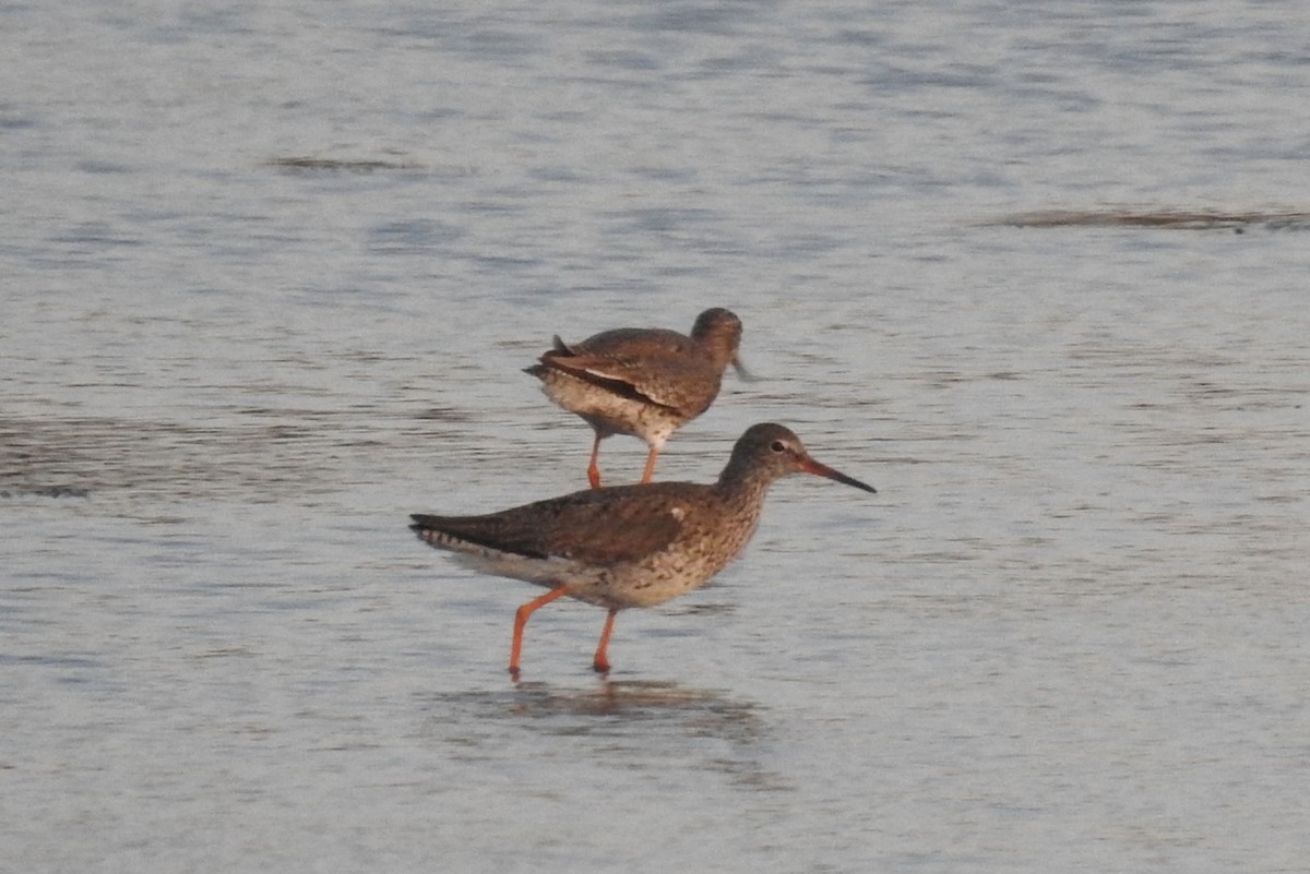 Common Redshank - ML620645170