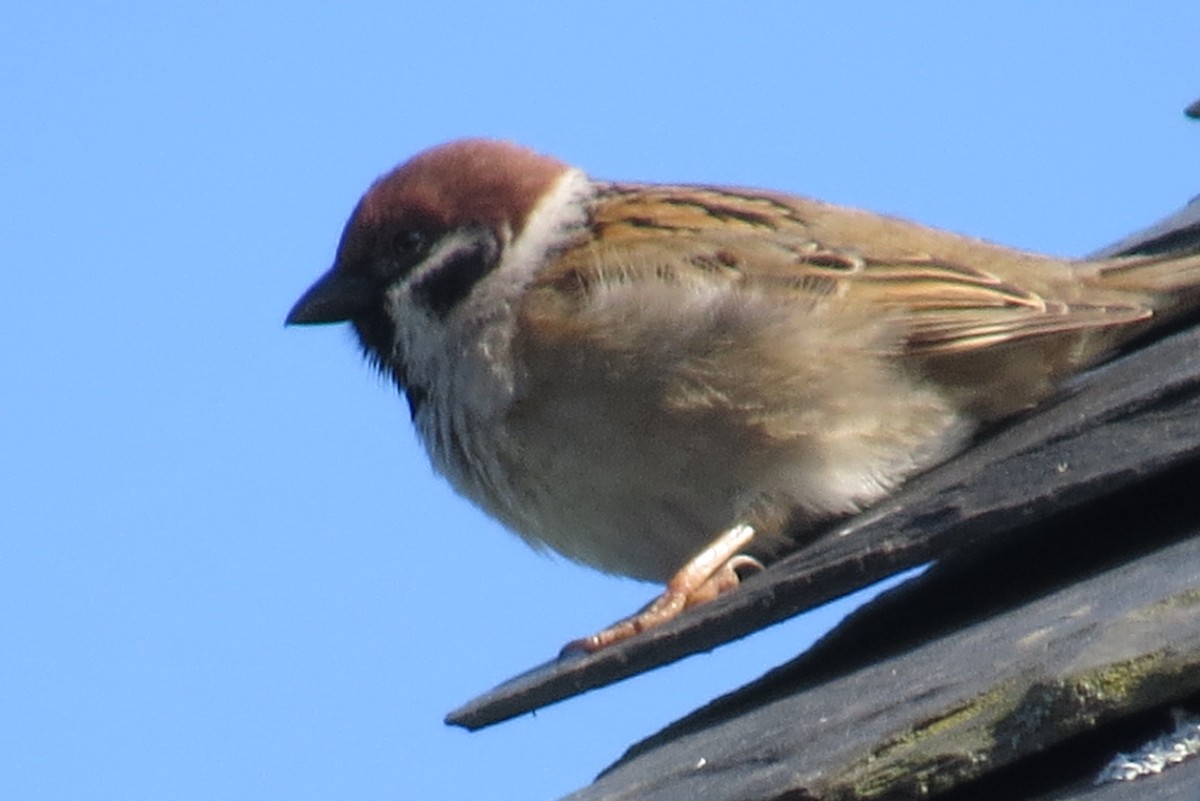 Eurasian Tree Sparrow - Xurde Gayol