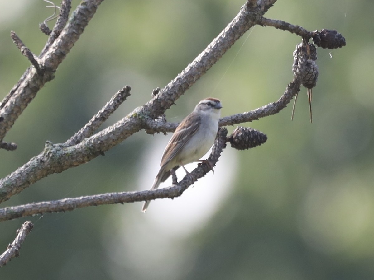 Chipping Sparrow - ML620645177