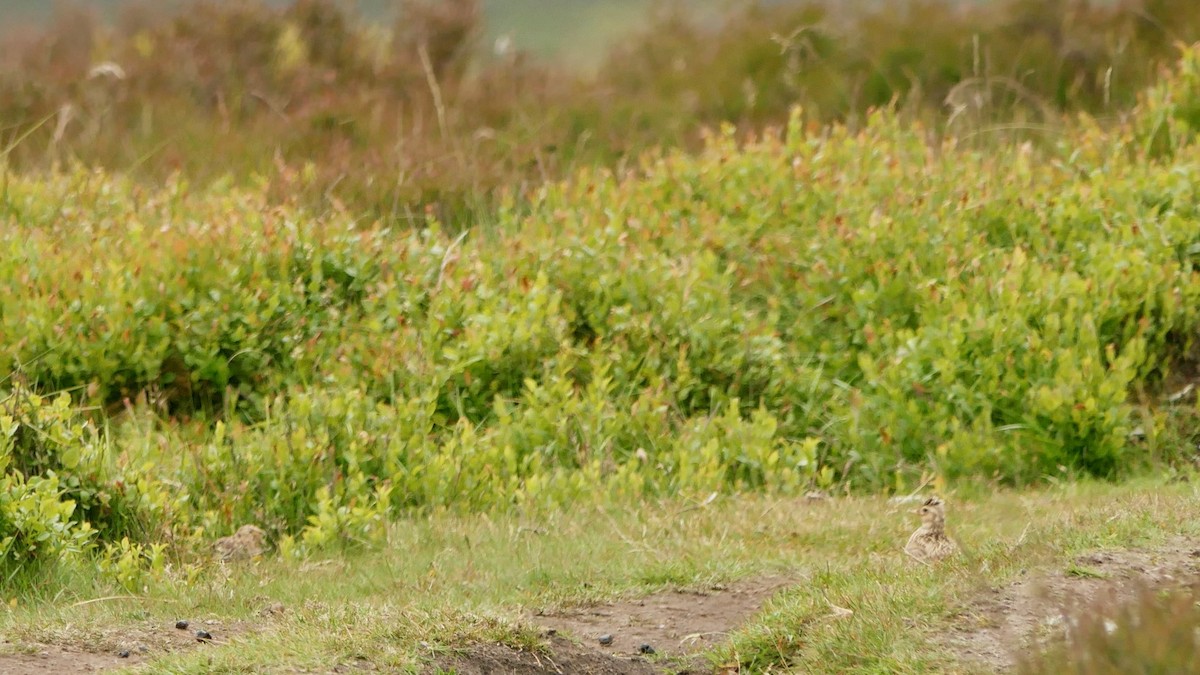 Eurasian Skylark - ML620645181