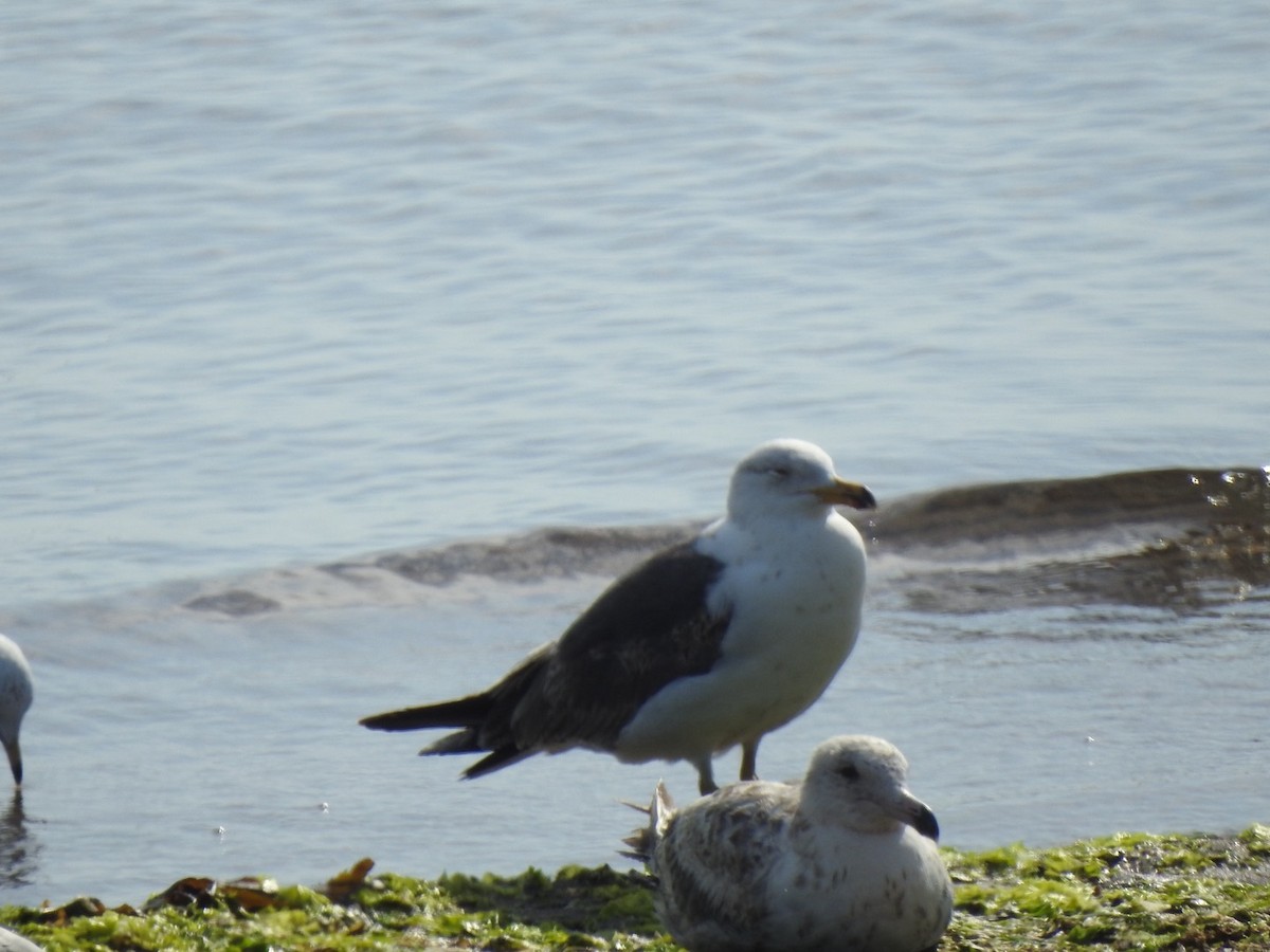 Lesser Black-backed Gull - ML620645186