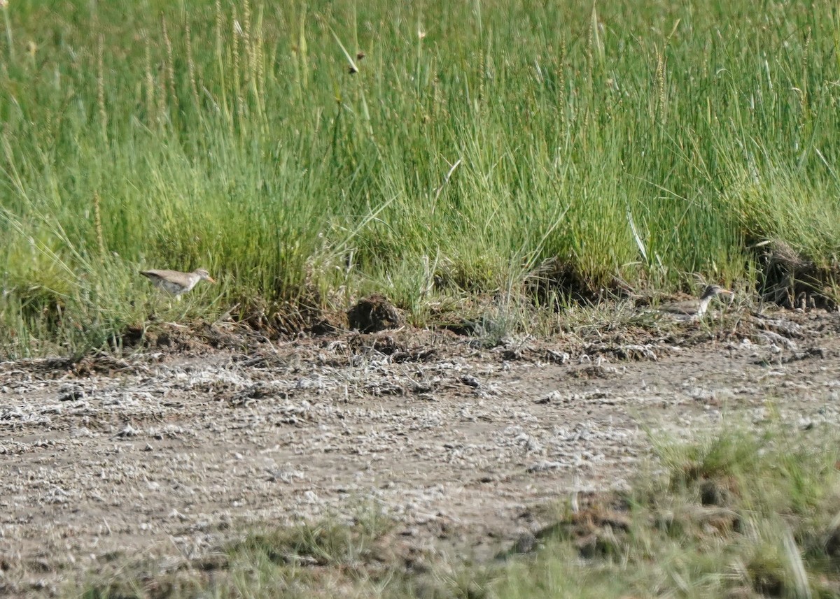 Spotted Sandpiper - ML620645194