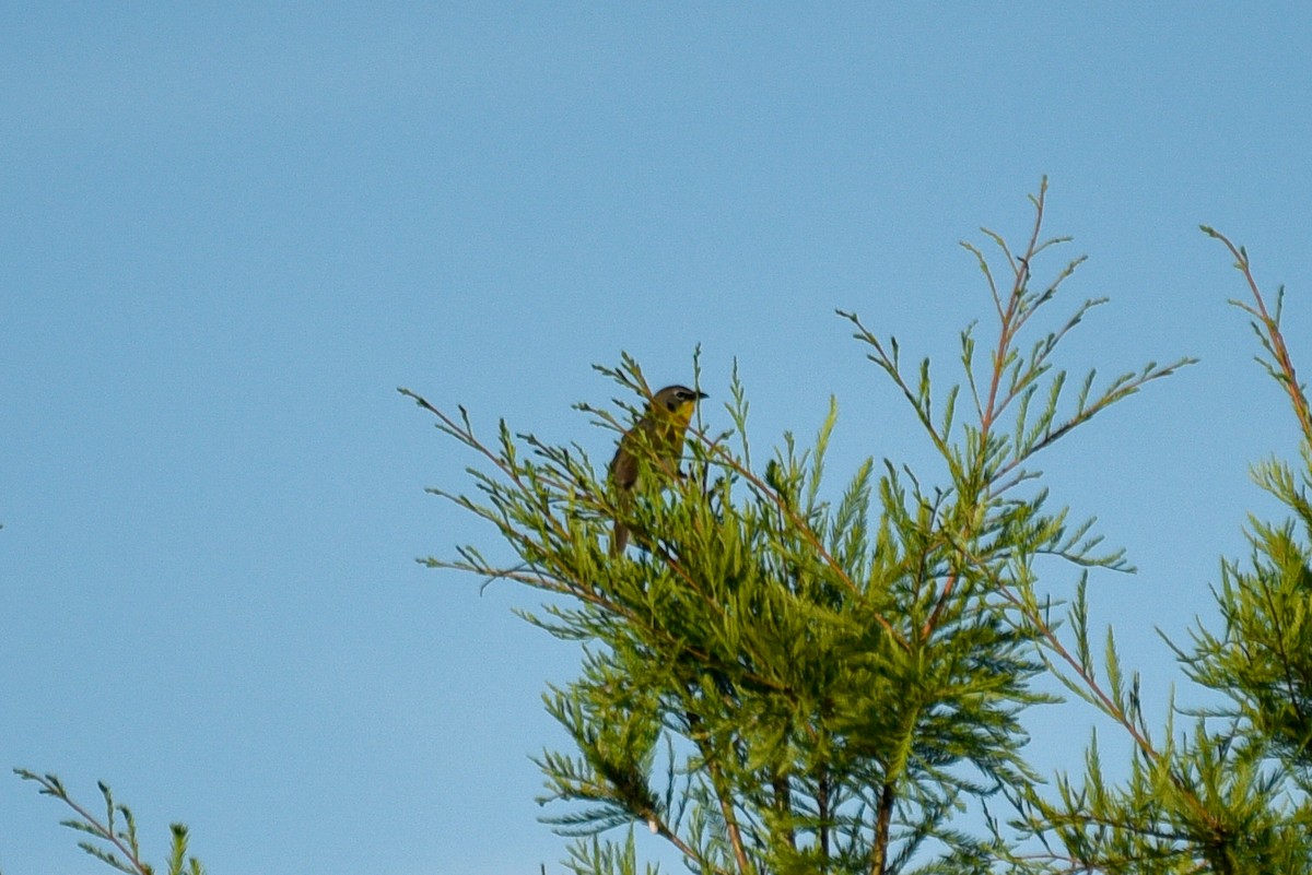 Yellow-breasted Chat - ML620645202