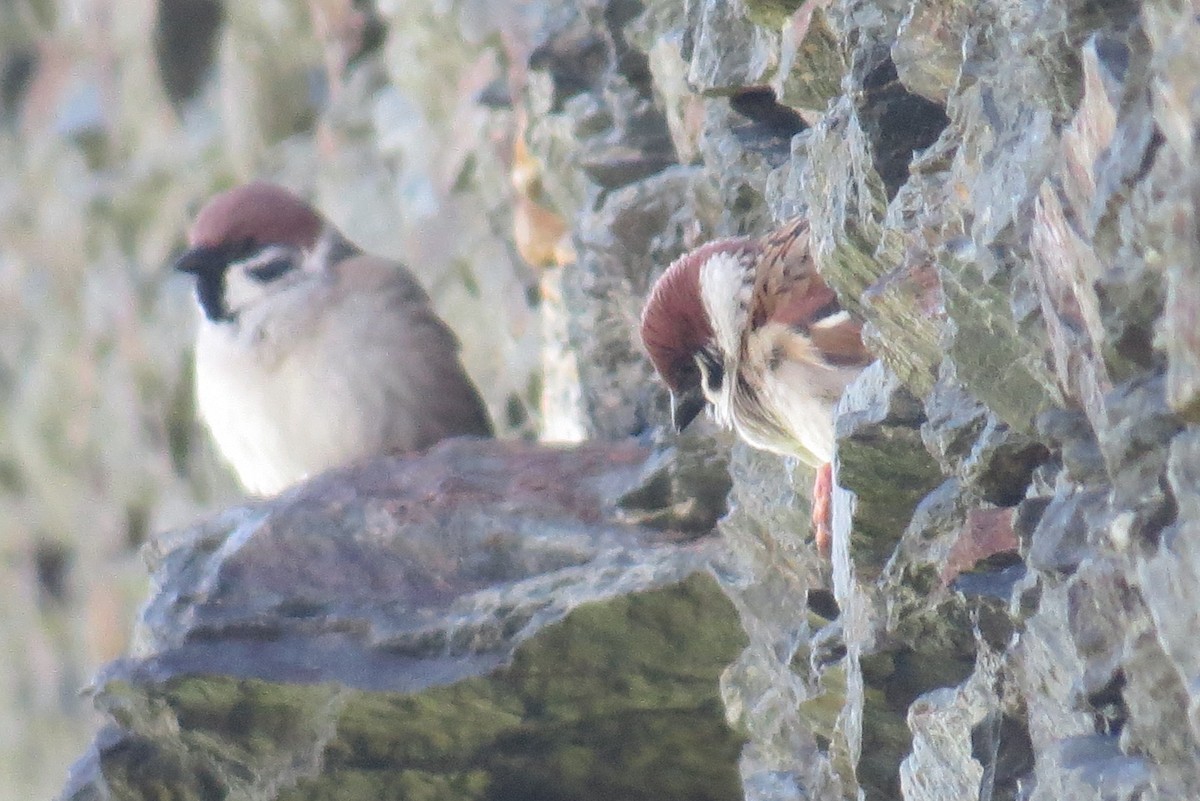 Eurasian Tree Sparrow - Xurde Gayol