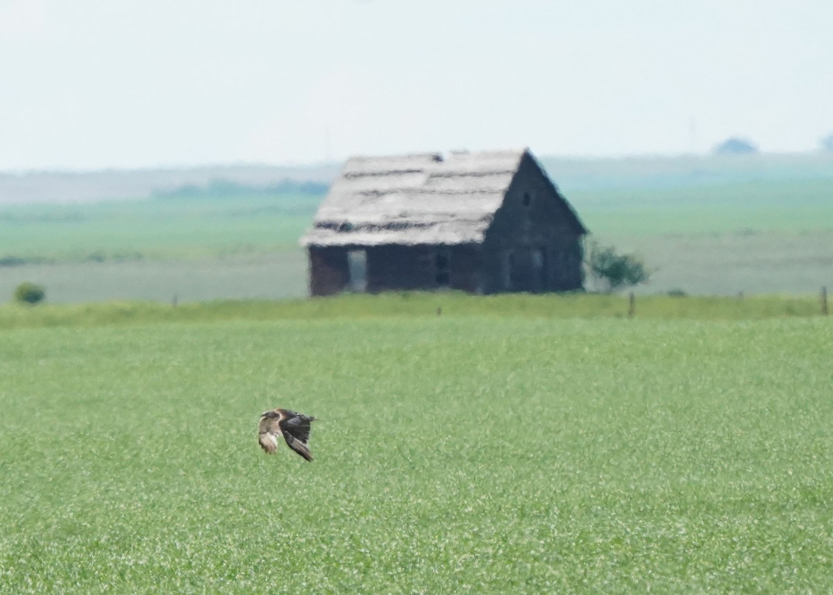 Red-tailed Hawk - ML620645205