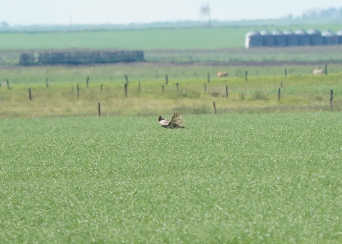 Red-tailed Hawk - ML620645206