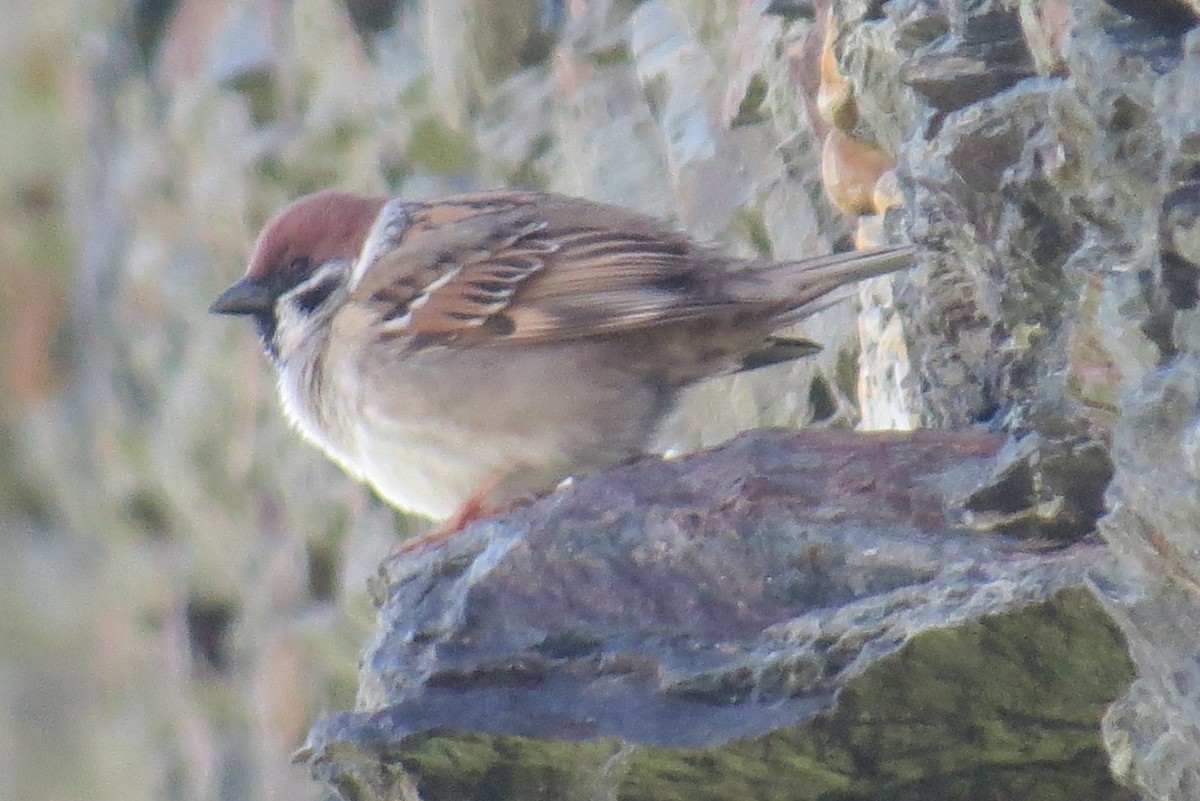 Eurasian Tree Sparrow - ML620645209