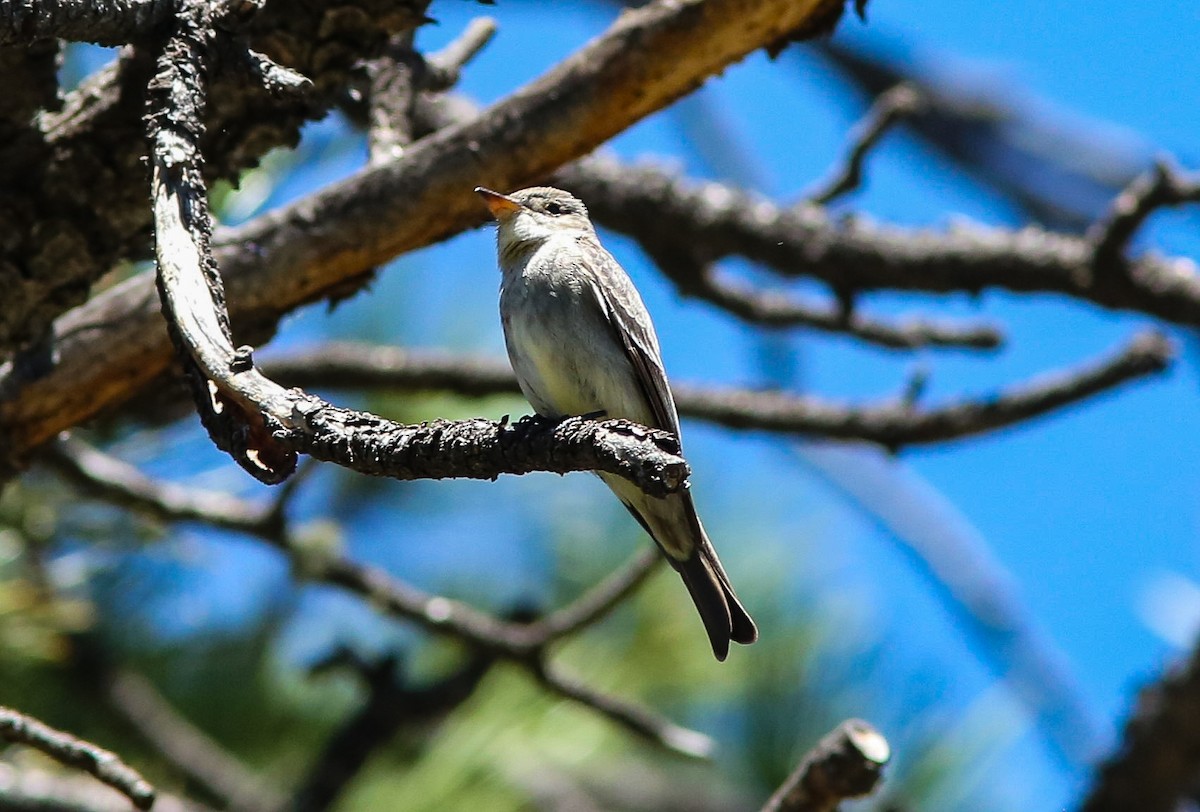 Olive-sided Flycatcher - ML620645211