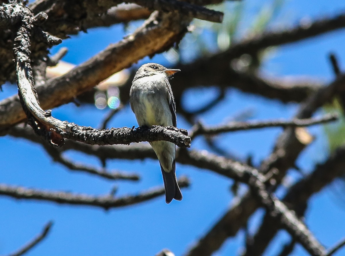 Olive-sided Flycatcher - ML620645212