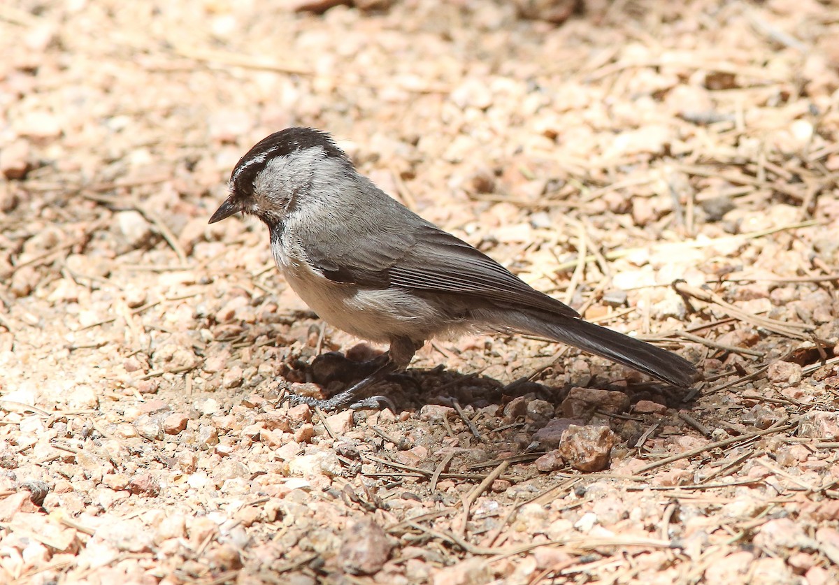 Mountain Chickadee - ML620645217