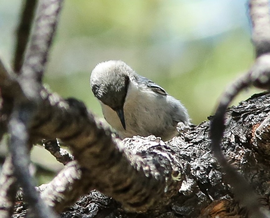 Pygmy Nuthatch - ML620645220