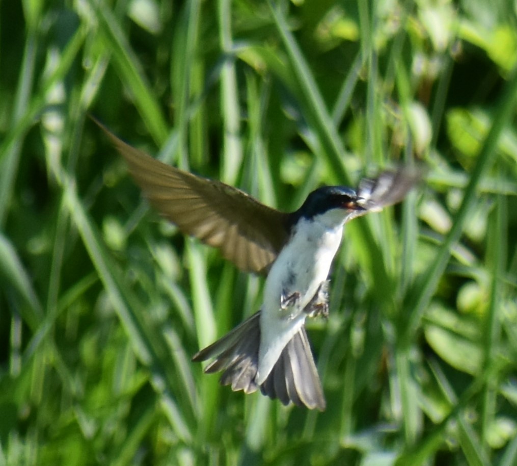 Tree Swallow - ML620645221