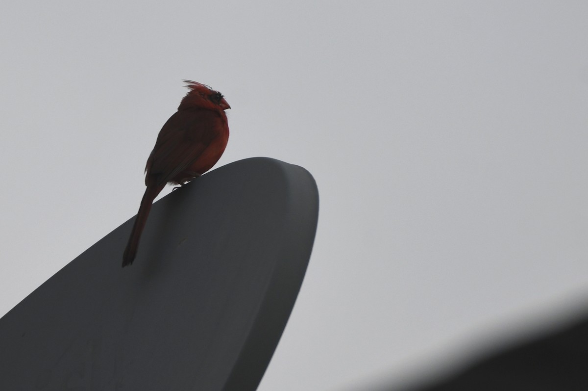 Northern Cardinal - ML620645227