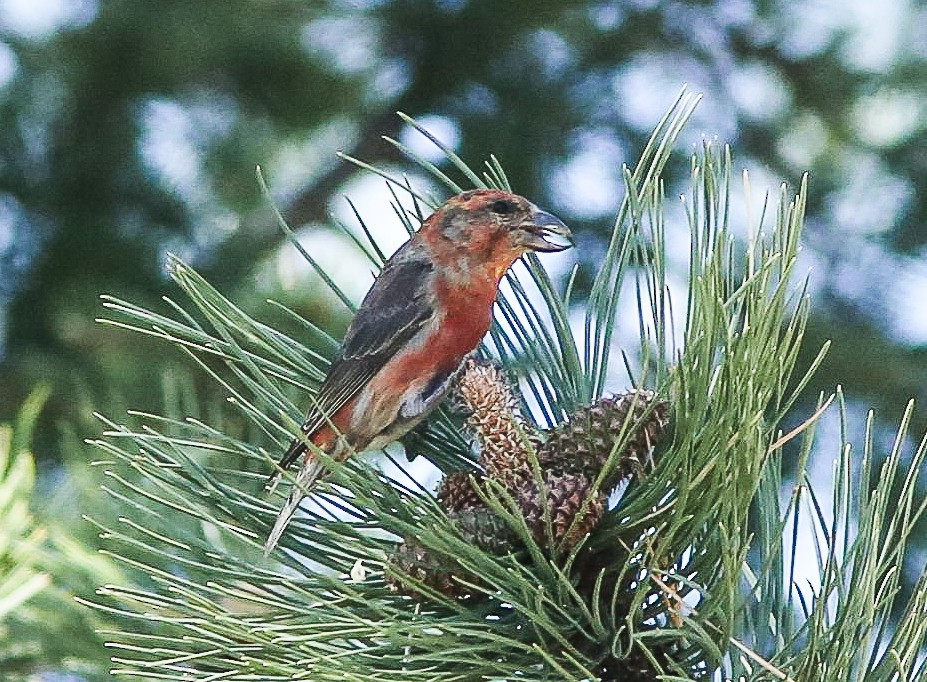 Red Crossbill - ML620645230